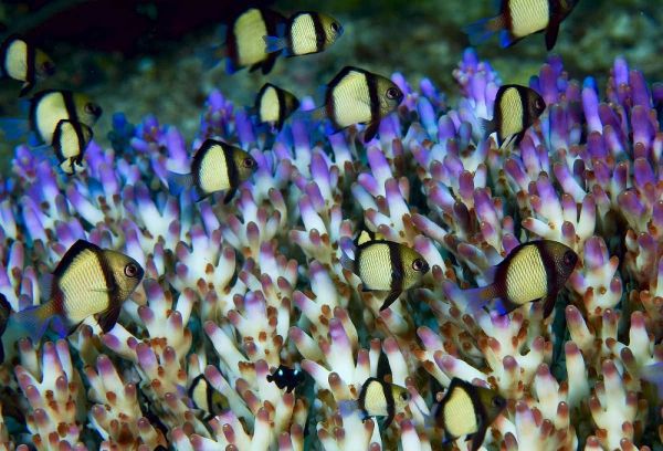 Indonesia Humbug fish in acropora coral colony